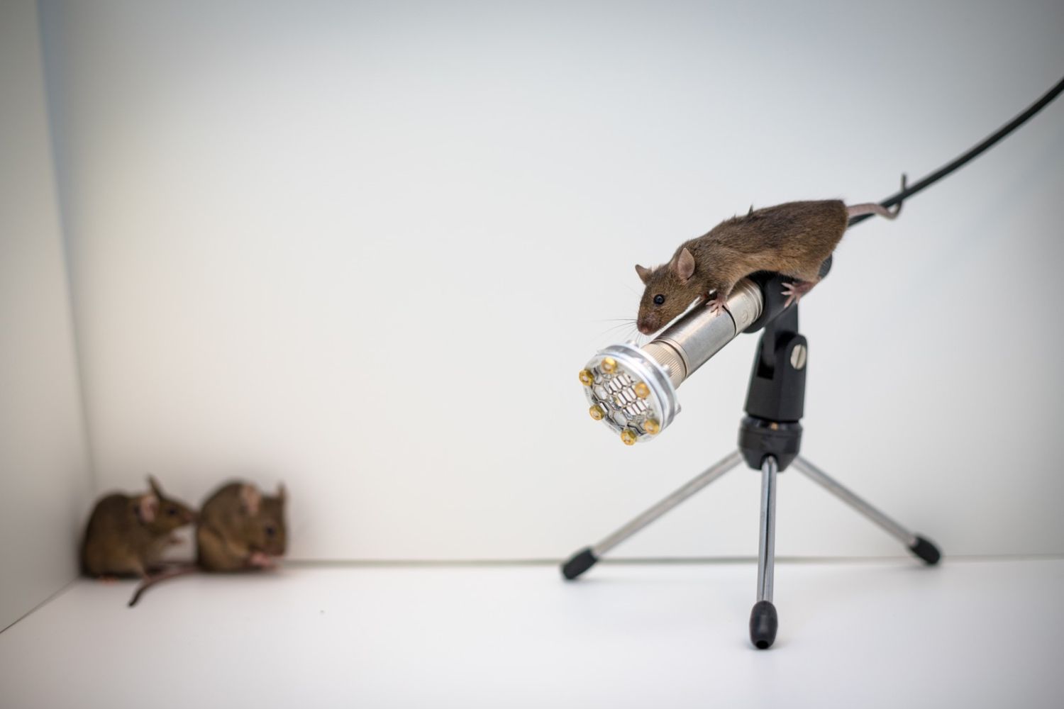 An image of a mouse standing on top of a microphone in a lab, with two other mice in the corner of the picture