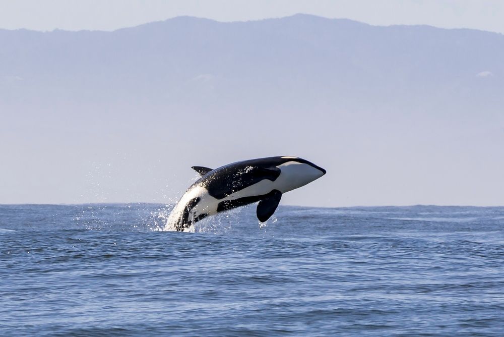 An image of an orca jumping out of the water, with land in the background