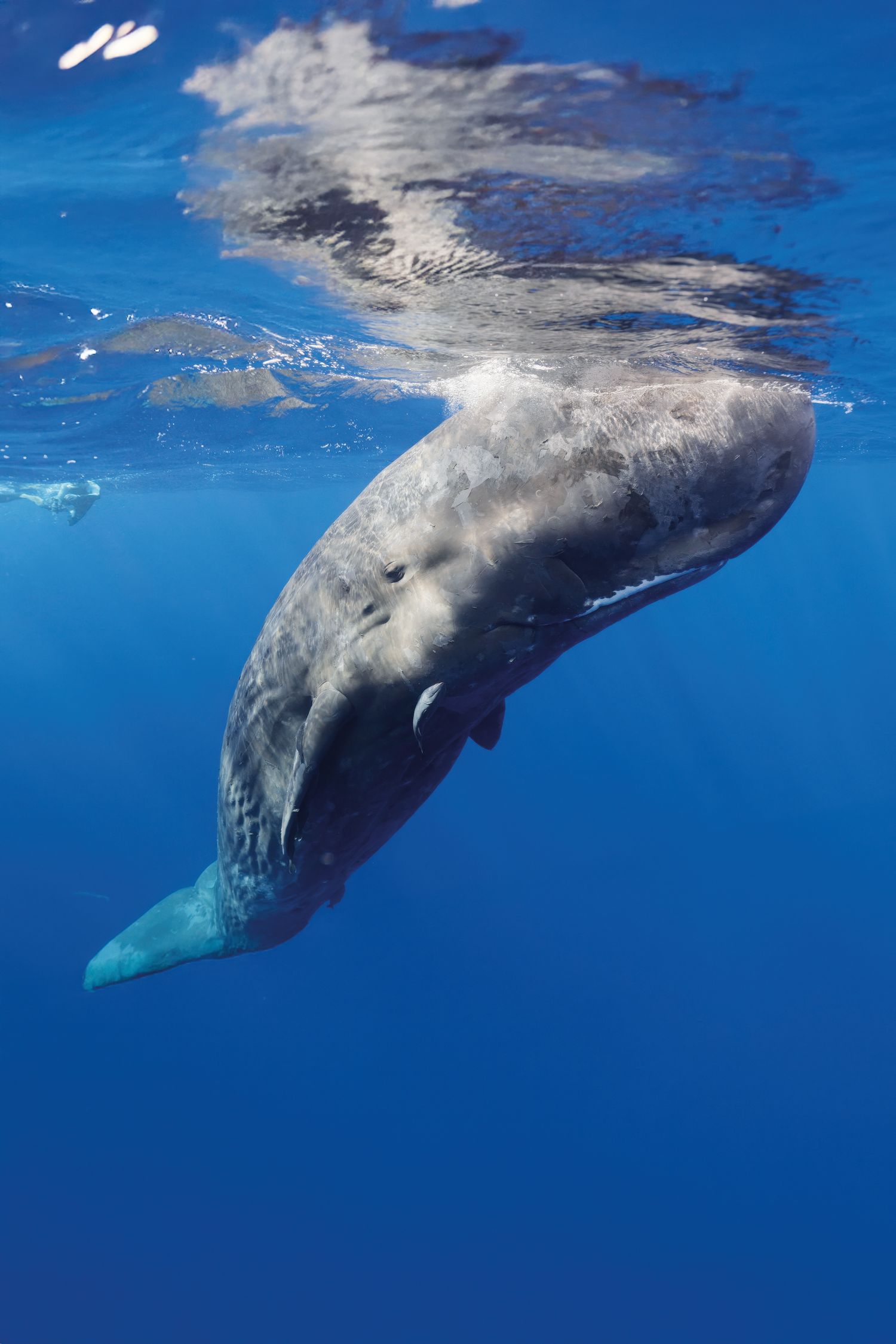 An image of a sperm whale