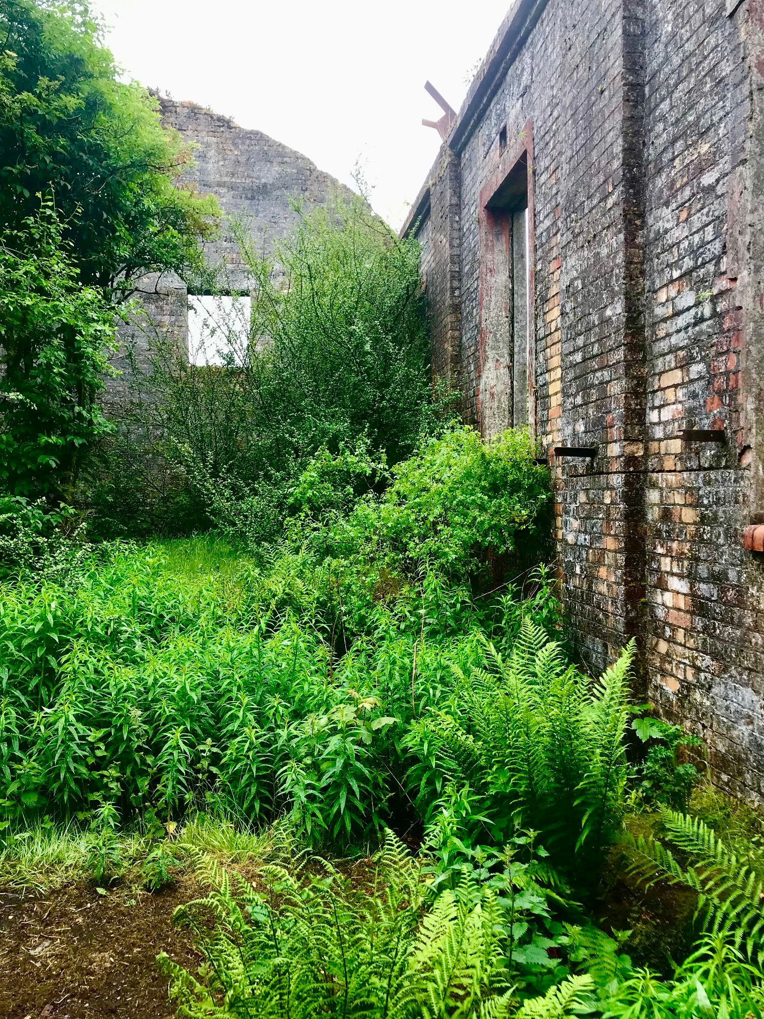 Ferns and other vegetation taking over old WWII bunker
