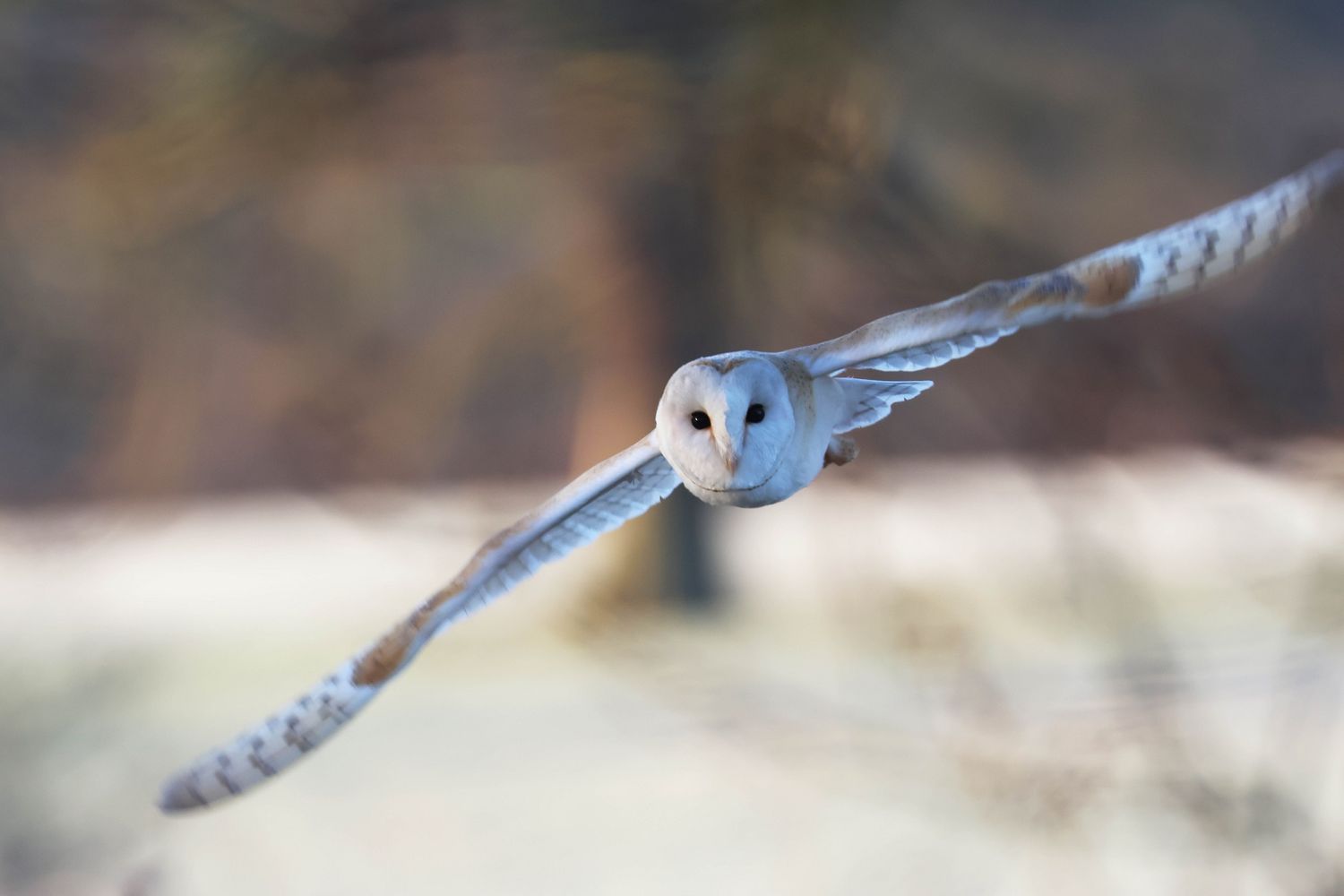 Barn owl in flight looking towards camera