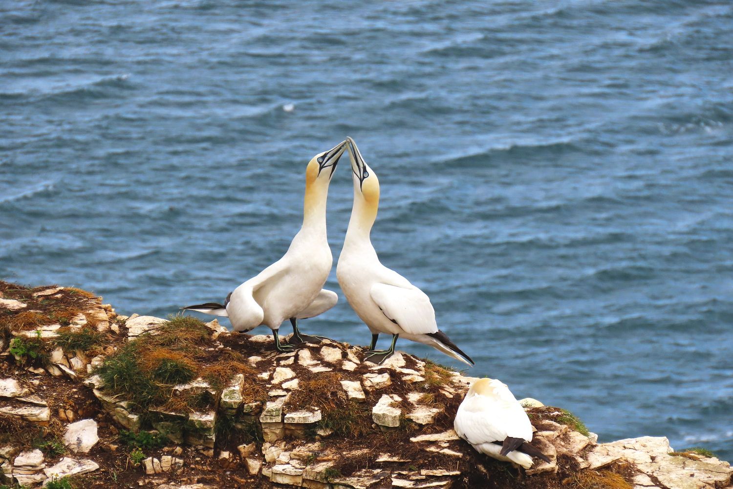 Two gannets touching bills on rocky terrain by the water