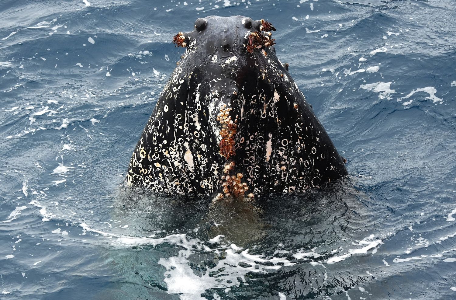 Chin of humpback whale emerging from the surface of the water