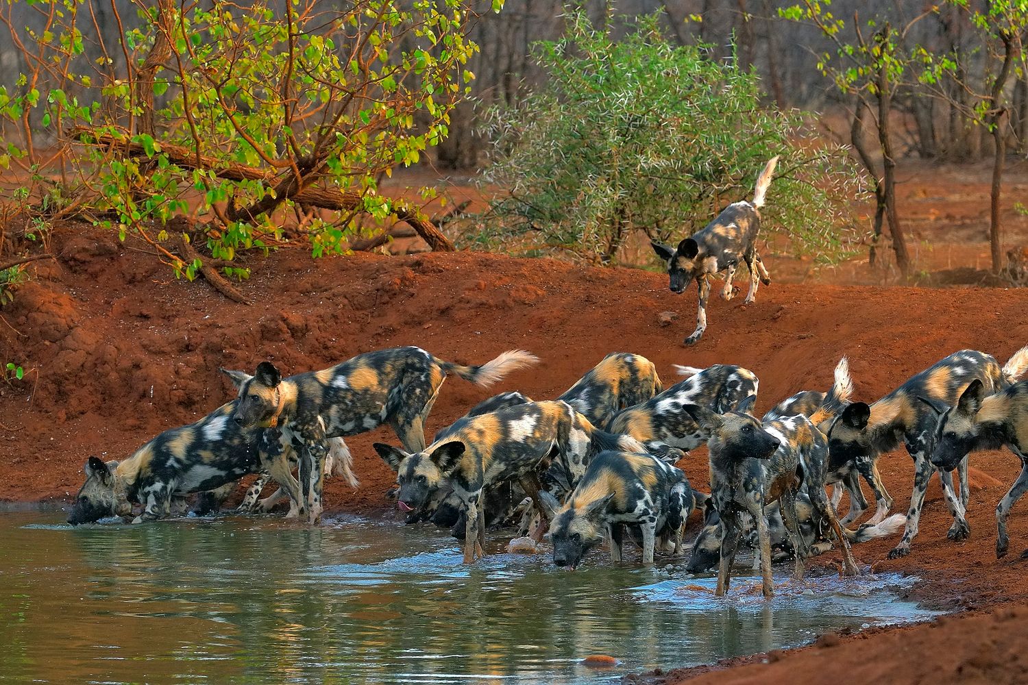 Pack of wild dogs having a drink by the water's edge