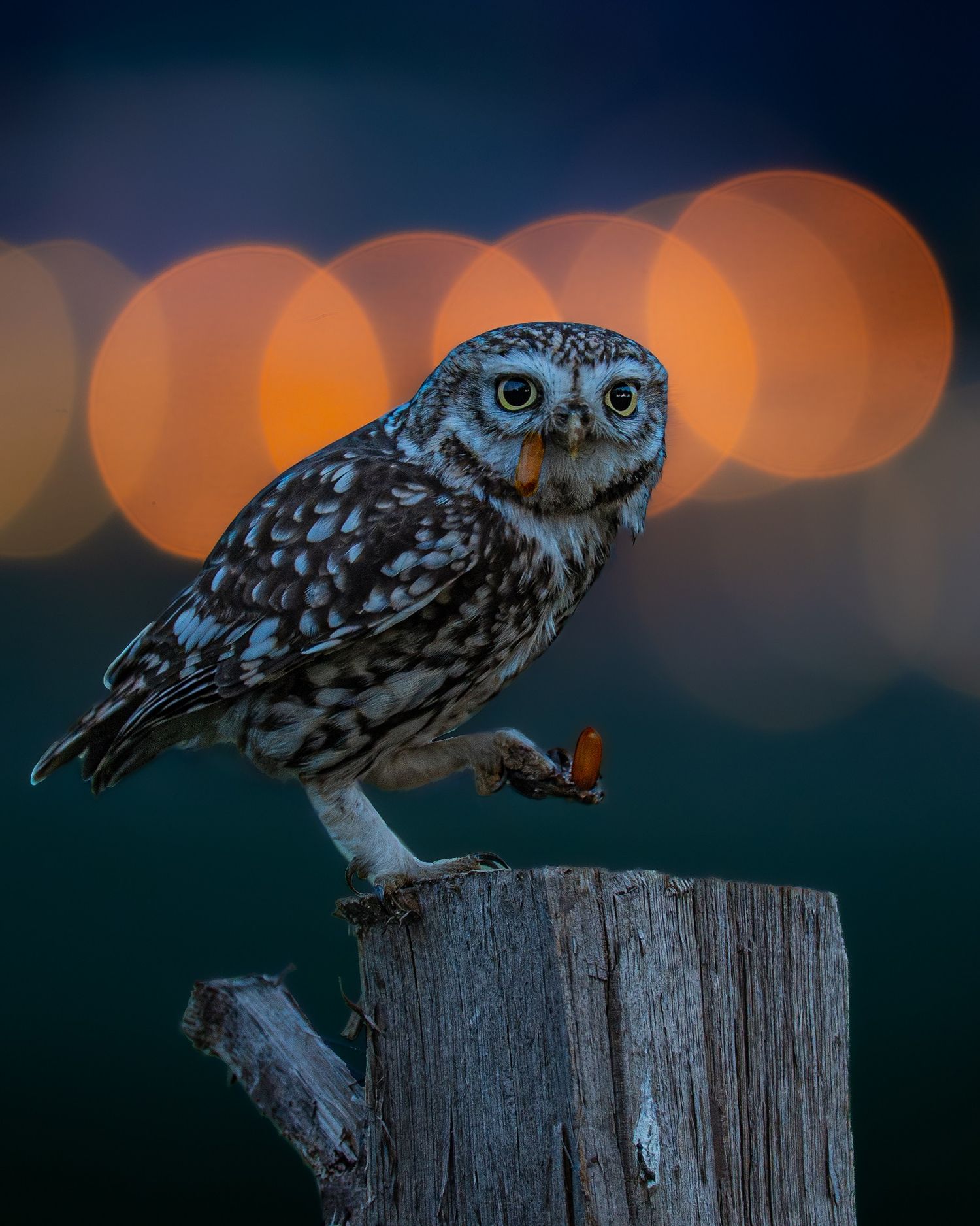 Little Owl stnding on one leg on tree stump facin the camera with lights in the background
