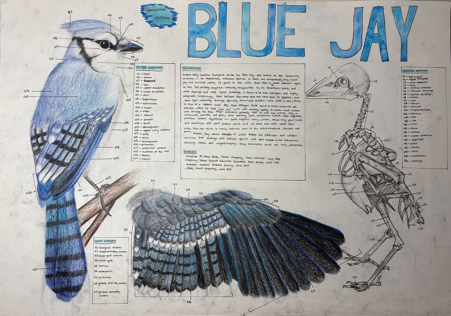 Specimen drawing of Blue Jay including skeletong and wing anatomy