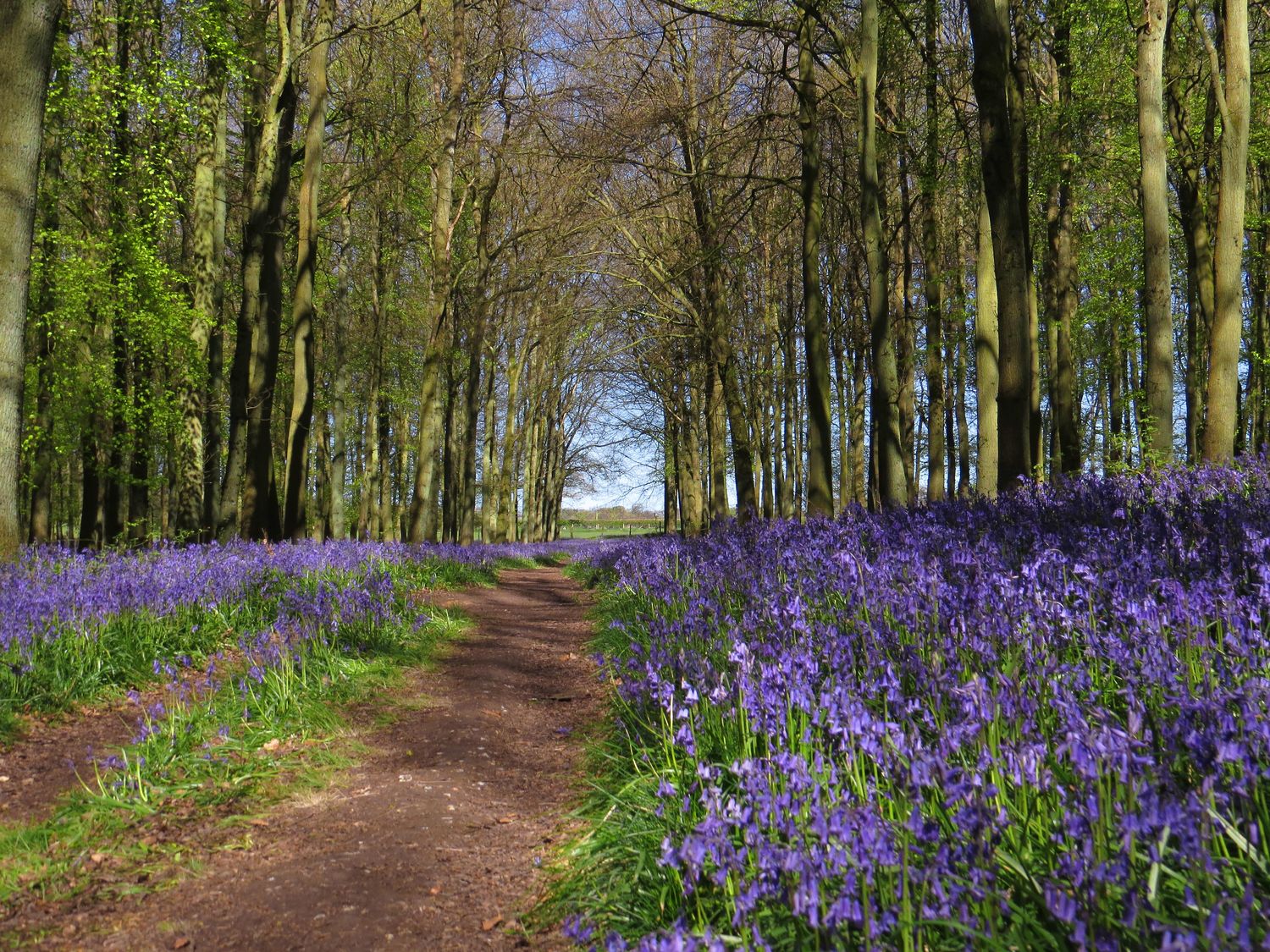 Bluebells in bloom on woodland floor next to path