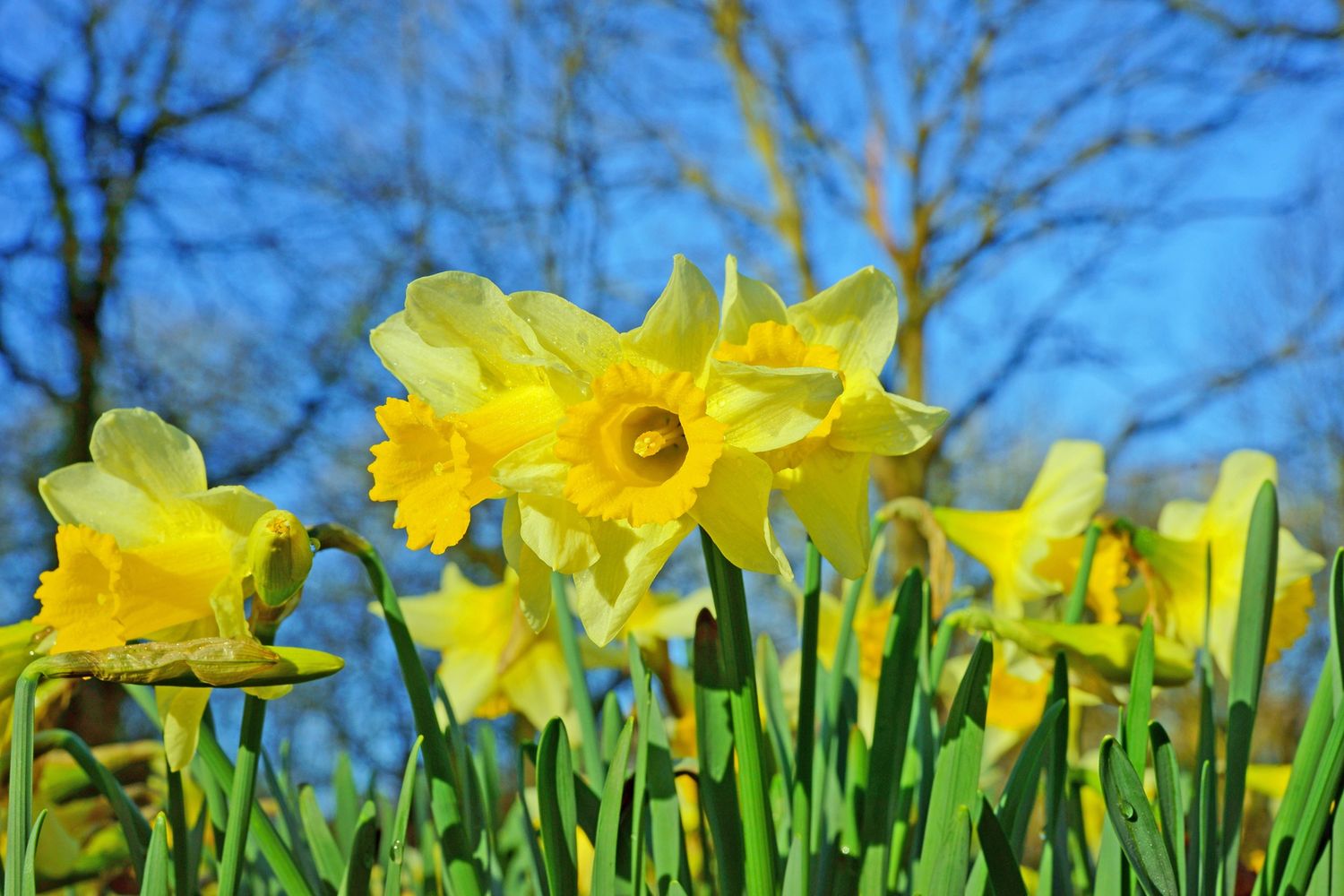 Yellow daffodils with blue sky and bare trees in the background